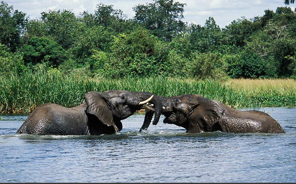 2 Day Murchison Falls Private Safari